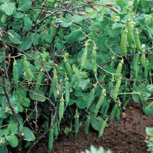 Pea Meteor Pisum Sativum 200 Vegetable Seeds