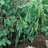 Pea Meteor Pisum Sativum Vegetable Seeds
