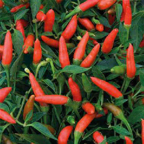 Demon Red Hot Chilli Pepper Fruit/Vegetable Seed