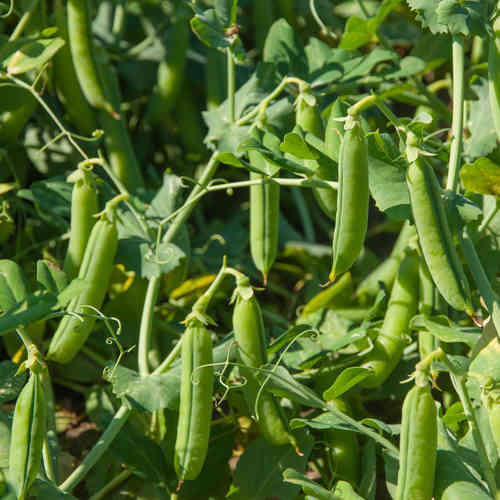 Pea Early Onward Pisum Sativum Vegetable Seeds