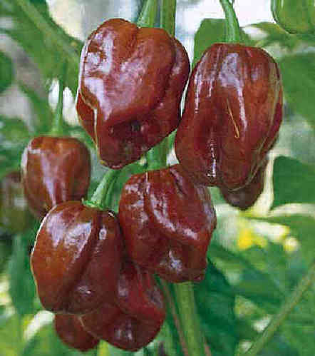 Chocolate Habanero Hot Chili Pepper 20 Seeds