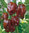 Chocolate Habanero Hot Chili Pepper 8 Seeds