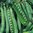 Pea Hurst Greenshaft (Maincrop) Vegetable Seeds