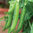 Pea Hurst Greenshaft Maincrop 200 Veg Seeds