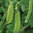 Pea Oregon Sugar Pod Mangetout Vegetable Seeds
