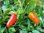 Fresno Super Hot Chili Pepper 10 Seeds FREE P&P