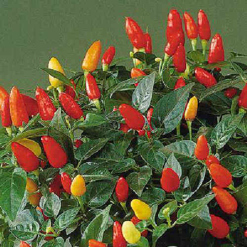 Tabasco Hot Chili Pepper Seeds