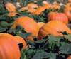 Pumpkin Big Max 9 Vegetable Seeds