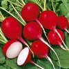 Radish Cherry Belle Vegetable/Fruit Seeds