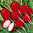 Radish Cherry Belle Vegetable/Fruit Seeds
