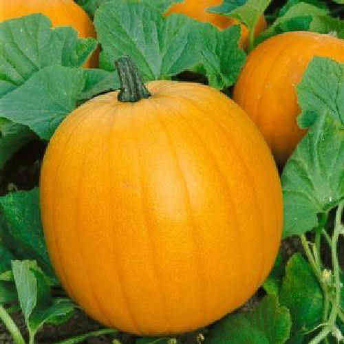 Pumpkin Jack O' Lantern Vegetable Seeds