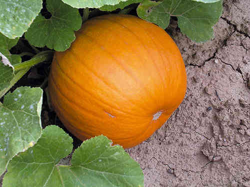 Pumpkin Harvest Moon F1 8 Vegetable Seeds