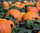 Pumpkin Harvest Moon F1 8 Vegetable Seeds