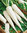 Radish Long White Icicle 300 Vegetable Seeds