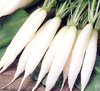 Radish Long White Icicle 300 Vegetable Seeds
