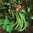 Dwarf Runner Bean Hestia 150 Vegetable Seeds