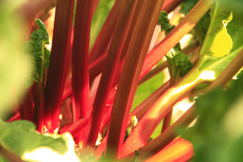 Rhubarb Glaskin's Perpetual Fruit Seeds