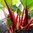Rhubarb Glaskin's Perpetual Fruit Seeds