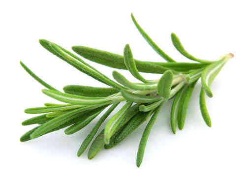 Rosemary Aromatic Herb 200 Seeds