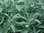 Sage English 70 Herb Vegetable Seeds