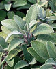 Sage English 70 Herb Vegetable Seeds