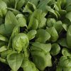 Spinach Bonbini F1 Vegetable Seeds