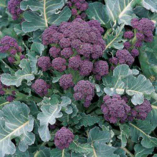 Broccoli Early Purple Sprouting 650 (2g) Seeds