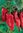 Sweet Pepper Marconi Red 90 Fruit Seeds