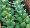 Brussels Sprout Bedford Darkmar 21 450 Seeds