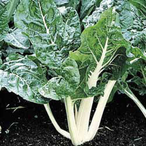Lucullus Swiss Chard 200 Vegetable Seeds