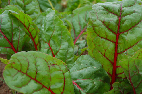 Organic Red Swiss Chard 80 Vegetable Seeds