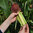 Sweetcorn Minipop F1 45 Vegetable Seeds