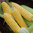 Sweetcorn, Earlibird F1 Vegetable Seeds