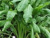 Swiss Chard Perpetual Spinach Everglade 150 Seed