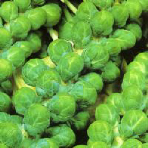 Brussels Sprout Evesham Special 375 Seeds
