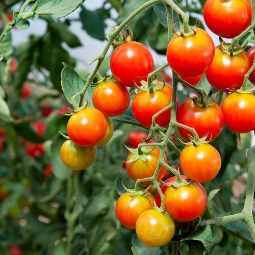 Tomato Chadwick Cherry Vegetable/Fruit Seeds
