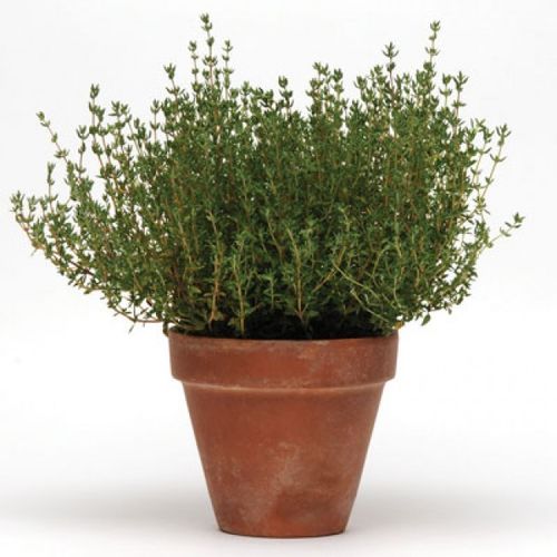 Herb Thyme English Winter 3500 Seeds