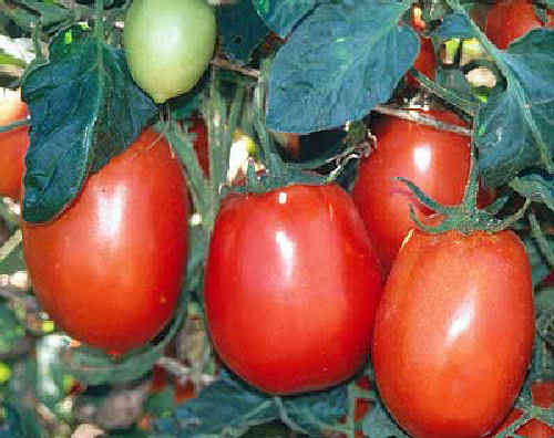 Tomato F1 Grande 10 Vegetable Seeds