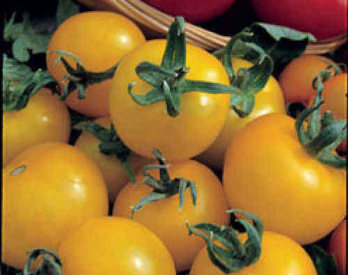 Tomato Golden Sunrise Vegetable Seeds