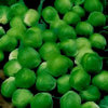 Brussels Sprout F1 Green Marble Vegetable Seeds