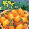 Tomato Golden Sweet F1 Hybrid Vegetable Seeds