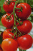 Tomato Moneymaker Vegetable Seeds