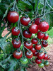 Tomato Rosella F1 Vegetable/Fruit Seeds