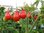 Tomato Red Pear 30 Vegetable Seeds