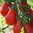 Tomato Red Pear 30 Vegetable Seeds