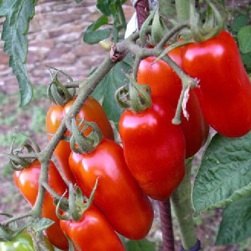 Tomato San Marzano 40 Vegetable Seeds