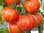 Tomato Tigerella Vegetable Seeds