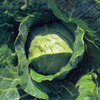 Cabbage Christmas Drumhead 300 Vegetable Seeds