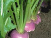 Turnip F1 Falko 80 Vegetable Seeds