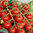 Tomato Zucchero F1 10 Vegetable Seeds